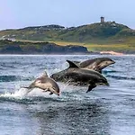 Cosy Portmor Log Cabin- Sea Views, Deck & Relaxation Апартаменты Malin Head